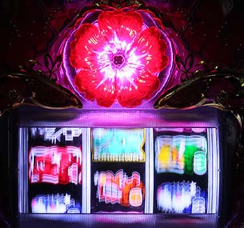 センターハイビスカス