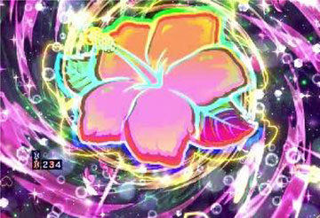 ハイビスカスフラッシュ予告